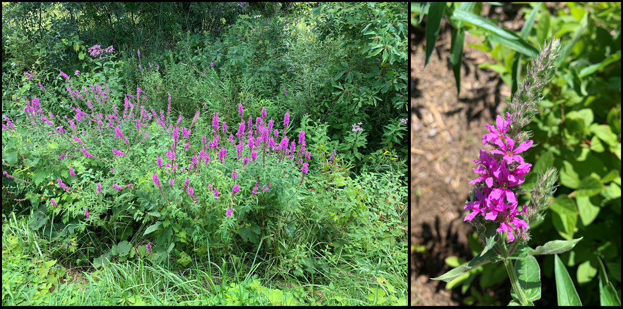 Purple Loosestrife